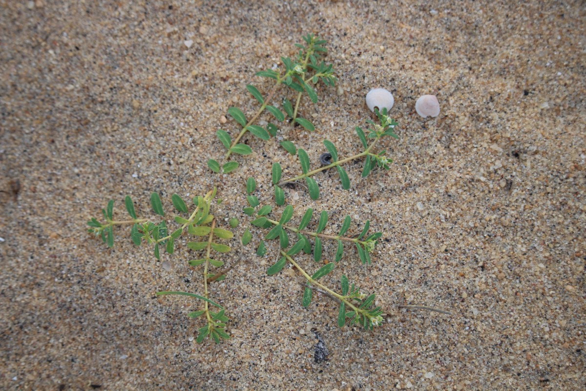 Euphorbia rosea Retz.